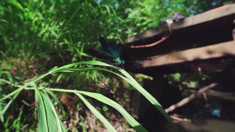 Nahaufnahme-Einer-Blauen-Libelle,-Die-Auf-Schilf-Thront,-Mit-Juwelenflügel-Aus-Ebenholz