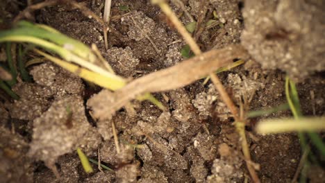 Top-down-static-shot-of-a-disturbed-fire-ant-mound,-grass-is-close-to-the-lens-so-out-of-focus-but-the-dirt-and-the-ants-running-around-underneath-show-much-movement-of-the-ants
