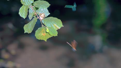Nahaufnahme-Einer-Goldenen-Und-Blauen-Libelle,-Die-Auf-Einem-Schilfrohr-Sitzt,-Und-Ein-Ebenholzfarbener-Juwelenflügel,-Der-In-Zeitlupe-Davonfliegt