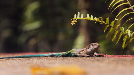 Lagarto-Ameiva-De-Pie-Y-Caminando-Por-Un-Camino-Concreto-Cerca-De-Un-Albergue-En-La-Selva-Amazónica