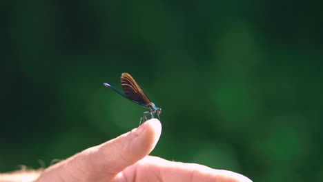 Close-up-of-a-blue-dragonfly-perched-on-human-hand-,-Ebony-Jewelwing-flying-away-in-slowmotion