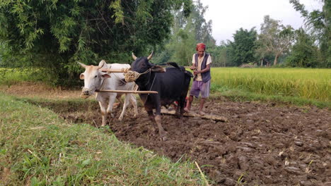 Ein-Mann,-Der-Mit-Seinen-Ochsen-Ein-Reisfeld-In-Nepal-Umpflügt