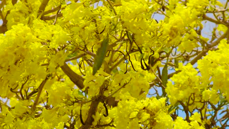 Wunderschöne-Landschaft-Mit-Einem-Blühenden-Kibrahacha-Baum-An-Einem-Sonnigen-Tag-In-Curaçao-–-Stabile-Aufnahme