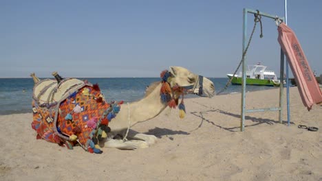 Old-camel-resting-on-hot-sand-on-a-beach-tied-to-a-metalic-pole-on-a-hot-summer-day,-STILL