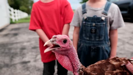 Two-children-observe-captured-wild-turkey