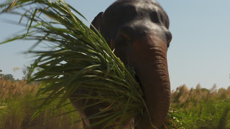 Ein-Großer-Asiatischer-Elefant,-Der-Gras-Mit-Seinem-Rüssel-Trägt