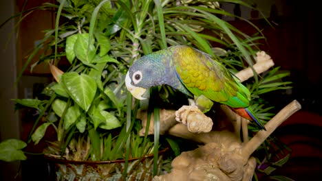 Domesticated-white-capped-pionus-parrot-on-its-perch-with-green-lush-plants-in-the-background