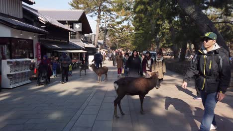 La-Inclinación-Lenta-Revela-Una-Foto-De-Un-Popular-Destino-Turístico-En-La-Región-De-Kansai,-Japón.