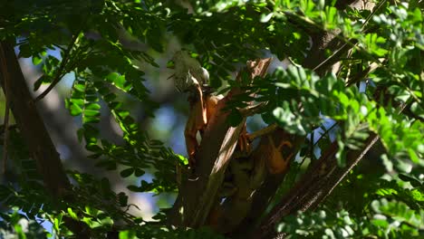 Large-male-green-iguana-bobbing-its-head-sitting-on-a-tree-branch-and-looking-down
