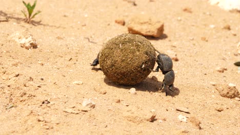 A-mating-pair-of-flightless-dung-beetles-rolling-a-dung-ball-up-a-slight-incline,-the-female-pushing-from-behind-while-the-male-tags-along