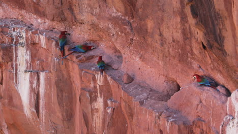 Scharlachrote-Aras-Interagieren-Am-Riss-Einer-Sandsteinklippe-In-Buraco-Das-Araras,-MS,-Brasilien