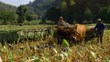 bringing-harvested-tobacco-gathered-to-be-dryed-and-curated