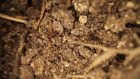 Top-down-view-of-disturbed-fire-ant-mound---ants-digging-in-broken-dirt,-small-unnoticed-white-shelled-bug-burrows-into-dirt
