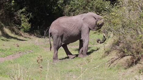 African-Bush-Elephant-in-profile-eats-leaves-from-tree-in-Mara,-Kenya