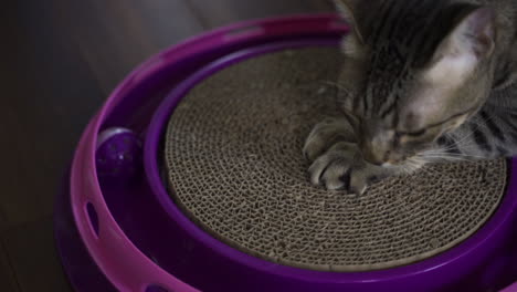 Pet-savannah-cat-scratching-cardboard-and-playing-with-toy