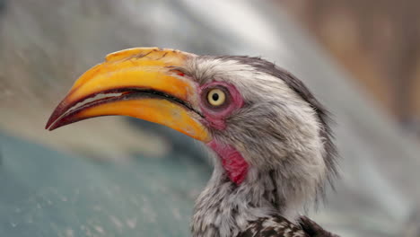 Yellow-billed-hornbill-looking-around-at-the-game-reserve-in-Botswana---closeup-shot