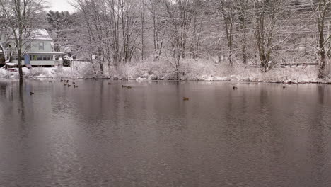 Static-shot-of-ducks-on-Mill-Pond-in-wintertime-Stafford-Springs,-CT
