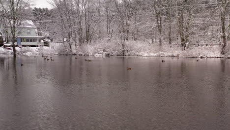 Tiro-Estático-De-Patos-En-El-Estanque-Del-Molino-En-Invierno-Stafford-Springs,-Ct