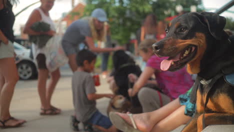 Rottweiler-dog-watching-people-during-community-event,-Slow-Motion