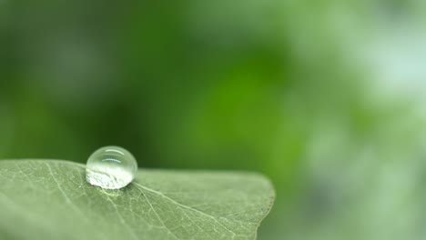 Close-up-of-a-Water-Droplet-drop-on-a-Green-Fresh-Leaf