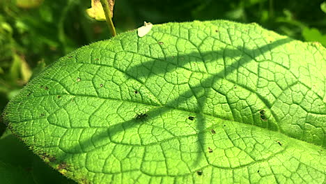 Ameisen-Laufen-Auf-Blattpflanzen,-Wildes-Leben