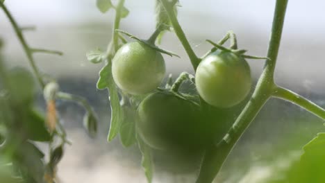 Close-up-shot-of-green-cherry-tomatoes,growing-in-greenhouse-of-garden