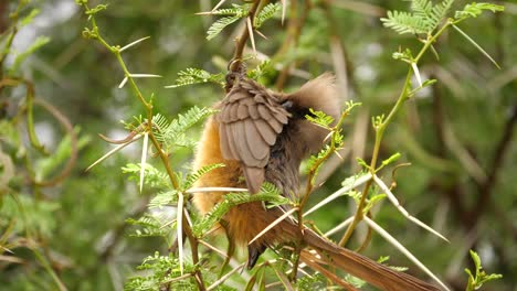 Close-up-shot-of-a-speckled-mousebird-hanging-from-a-tree-branch,-preening-its-feathers-and-grooming-itself