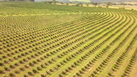 Rising-aerial-of-countless-rows-of-orange-plantation-in-Brotas,-Sao-Paulo