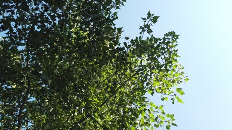 Sonne-Scheint-Durch-Die-Baumgrünen-Blätter-Zeitlupe