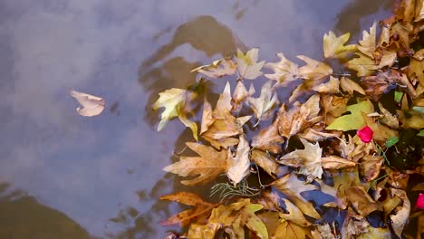 Gelbe-Herbstblätter-Von-Ahorn-Platanen,-Die-Auf-Dem-Wasser-Mit-Roten-Blütenblättern-Schwimmen-Und-Durch-Wasserwellen-Auf-Der-Oberfläche-Vibrieren