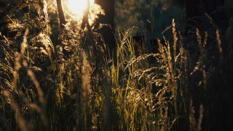 Sonnenuntergang-über-Dem-Wald-Mit-Dem-Gras,-Das-Sich-Im-Wind-Bewegt-–-Aufnahme-Aus-Niedrigem-Winkel