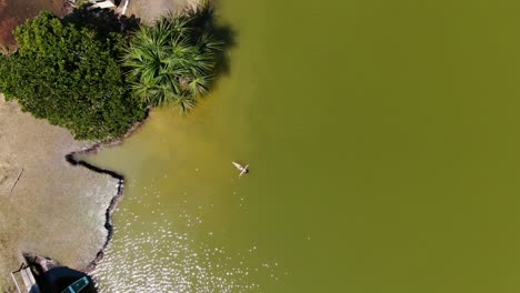 Encantador-Zoom-Aéreo-Diurno-De-4k-Sobre-Una-Niña-Que-Nada-Y-Se-Relaja-En-Las-Cálidas-Aguas-De-La-Laguna-De-Los-Milagros-En-Tingo-María,-Selva-Amazónica-Del-Perú