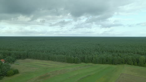 Bird's-eye-view-flying-over-endless-dense-green-forest-on-a-cloudy-day-Kowalskie-Blota,-Poland,-daytime-Aerial