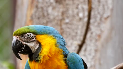 Close-up-shot-of-pretty-Ara-Macaw-parrot-looking-around-in-rainforest,Brazil