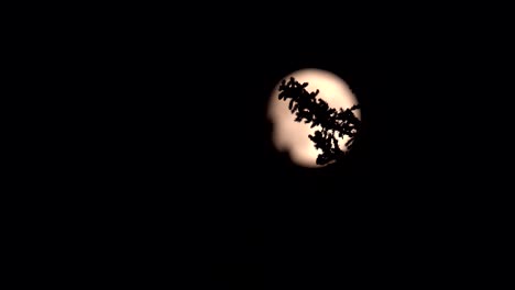Kiefernzweig-Vor-Einem-Hintergrund-Aus-Mondlicht