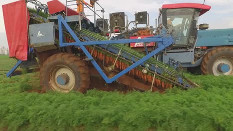 Carrot-harvesting-using-modern-mechanized-harvester,-modern-agriculture
