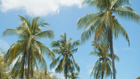 Tropical-landscape-with-palm-trees-on-blue-sky-in-midday