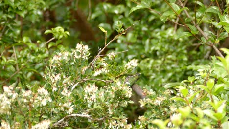 Hummingbird-flying-around-flowers-and-feeding-on-the-nectar