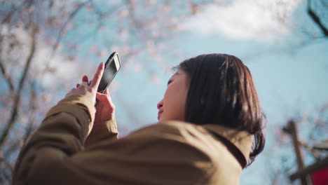 A-Beautiful-Young-Woman-Taking-Pictures-Of-The-Sakura-Cherry-Blossom-At-The-Hirano-Jinja-Shrine-In-Kyoto,-Japan---Wide-Shot