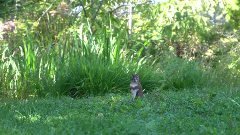 A-lovable-squirrel-is-looking-around-and-moves-its-head-nearby