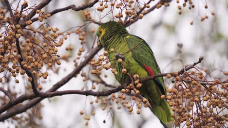 Un-Loro-Amazónico-De-Frente-Turquesa-Usando-Sus-Manos-Para-Agarrar-El-Fruto-De-Un-árbol-De-Chinaberry