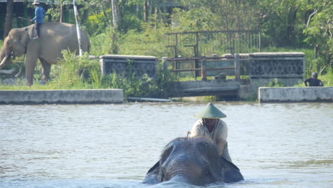 Sumatran-Elephant-at-Bath-Time,-with-Trainer-Wearing-Asian-Conical-Hat,-Slow-Motion