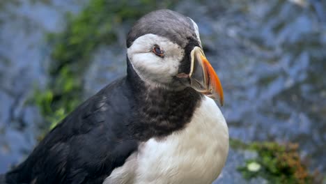 Potrait-shot-of-beautiful-Puffin-Bird-watching-nature-with-flowing-stream-in-background
