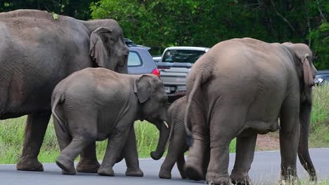 Una-Familia-De-Elefantes-Asiáticos-Va-A-Dar-Un-Paseo-Por-La-Carretera-En-El-Parque-Nacional-Khao-Yai,-Tailandia---Tiro-Medio,-Cámara-Lenta