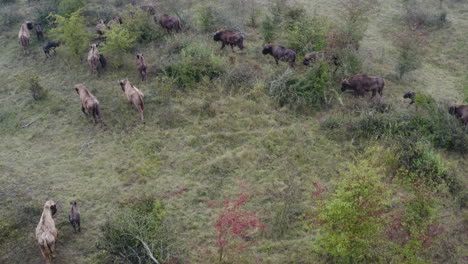 European-bison-bonasus-herd-walking-over-a-bushy-field,Czechia
