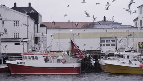 Extrañas-Gaviotas-Volando-En-El-Puerto-De-Las-Islas-Lofoten-En-Noruega-En-Cámara-Lenta