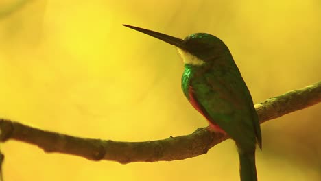 Close-up-of-a-green-tailed-jacamar-perched-and-tracking-insects-to-eat
