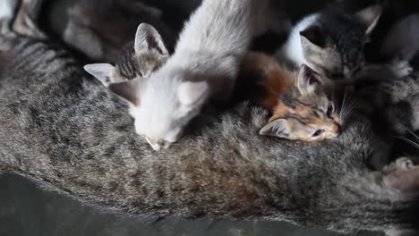 Breastfeeding-Kittens