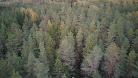 Luftbild-Von-Oben-Nach-Unten-Auf-Grüne-Kiefern--Und-Fichtennadelbäume-Im-Herbst