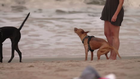 Perro-Mascota-Jugando-A-Buscar-Con-Los-Dueños-En-La-Playa-Al-Atardecer